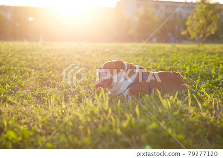 young girl play with her british bulldog at sunset 79277120