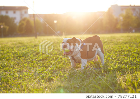young girl play with her british bulldog at sunset 79277121