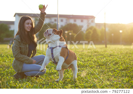 young girl play with her british bulldog at sunset 79277122