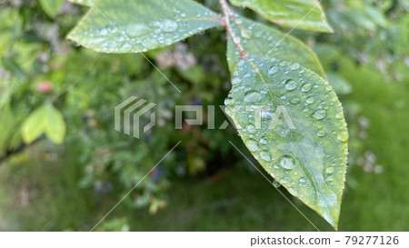 藍莓葉滴落和未成熟的淺綠色果實 藍莓葉滴落和未成熟的淺綠色果實 79277126