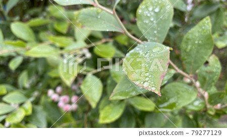 藍莓葉滴落和未成熟的淺綠色果實 79277129