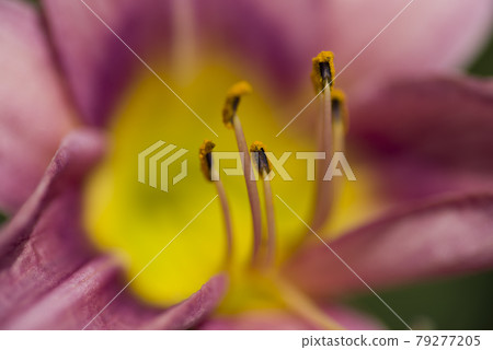 粉紅色的日常（Hemerocalis）正在盛開。該日報的名稱是 Tetra Romain。 79277205