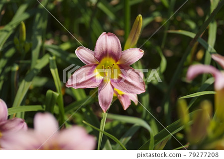 粉紅色的日常(Hemerocalis)正在盛開。該日報的名稱是 Tetra Romain。 粉紅色的日常(Hemerocalis)正在盛開。該日報的名稱是 Tetra Romain。 79277208