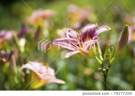 粉紅色的日常（Hemerocalis）正在盛開。該日報的名稱是 Tetra Romain。 79277209