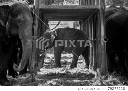 Baby elephants are playing near the mother. Baby elephants are playing near the mother. 79277228