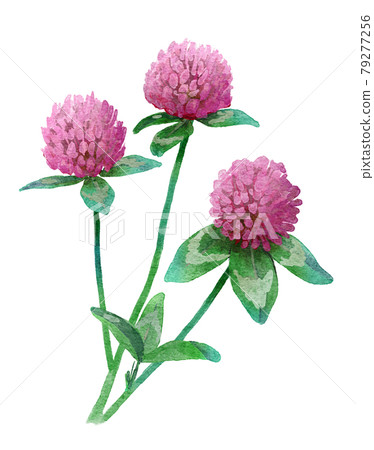 Watercolor illustration of red clover 79277256