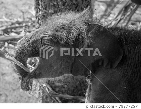 Baby elephants are playing near the mother. 79277257