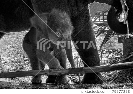 Baby elephants are playing near the mother. 79277258