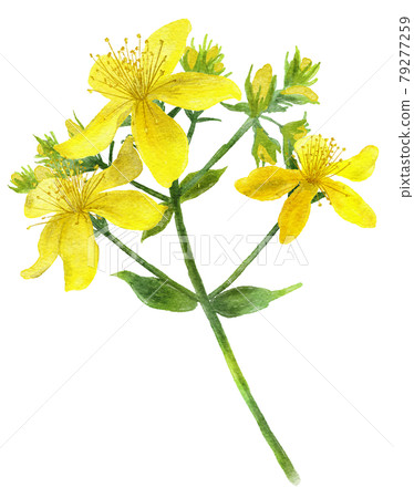 Watercolor illustration of Hypericum flowers - Stock Illustration ...