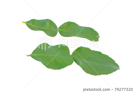 Leaves of bergamot or kaffir lime isolated on white background Leaves of bergamot or kaffir lime isolated on white background 79277320