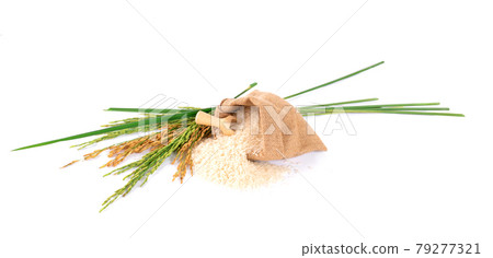 Flat lay (Top view) of white rice and paddy rice in wooden bowl with paddy rice ears and green blades isolated on white background Flat lay (Top view) of white rice and paddy rice in wooden bowl with paddy rice ears and green blades isolated on white background 79277321