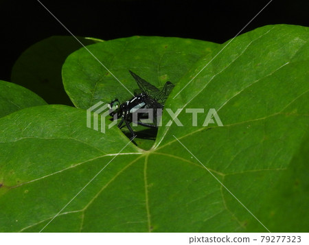 蜻蜓場景(Davidius nanus) 蜻蜓場景(Davidius nanus) 79277323