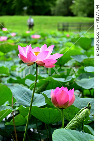 Flowering of ancient lotus Flowering of ancient lotus 79277344