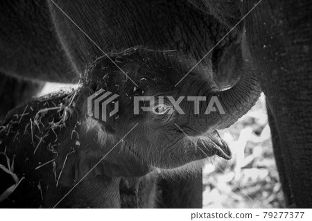 Baby elephants are playing near the mother. Baby elephants are playing near the mother. 79277377