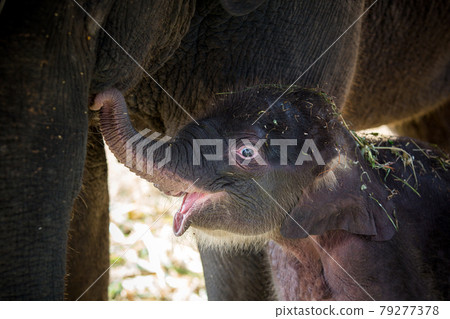 Baby elephants are playing near the mother. 79277378