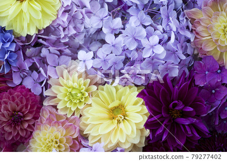 五顏六色的大麗花和繡球花密密麻麻。 五顏六色的大麗花和繡球花密密麻麻。 79277402