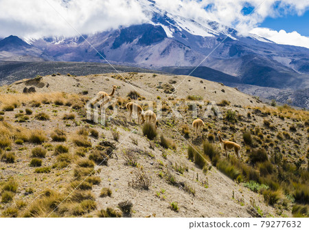 Stunning volcanic landscape with wild vicunas at the foothills of Chimborazo National park, Ecuador 79277632