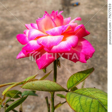 A pink rose blooming in the garden.  79277659
