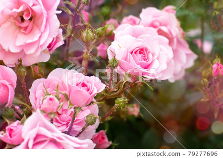 Pink blooming roses with buds Pink blooming roses with buds 79277696