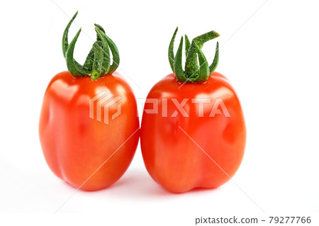 Mini tomatoes (confet) harvested in the vegetable garden 79277766