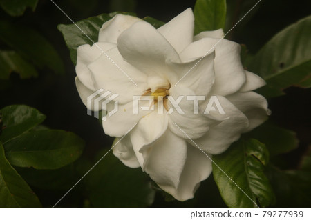 Gardenia flower Gardenia flower 79277939