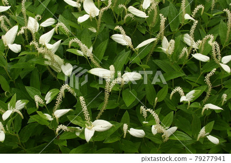 三白龍花開了 三白龍花開了 79277941