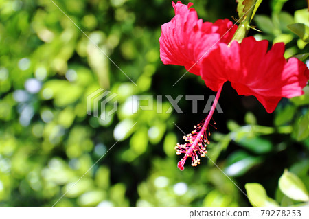 Summer hibiscus 79278253