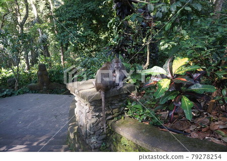 Bali Monkey Forest Monkey Parent and Child 79278254
