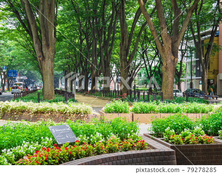 Sendai Jozenji Dori 79278285