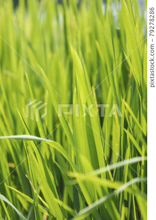 Green and lime green grass of the river wetlands 79278286
