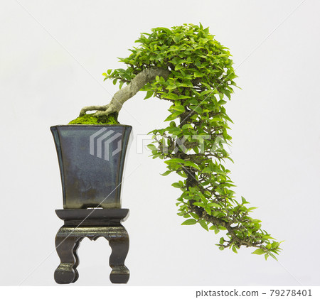 Bonsai pine tree against a white wall 79278401