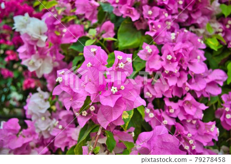 Bougainvillea flowers 79278458