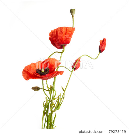 Bright red poppies flowers isolated on white background. Bright red poppies flowers isolated on white background. 79278459