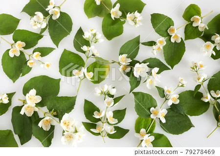 Jasmine flowers pattern on white background. Top view, flat lay. Jasmine flowers pattern on white background. Top view, flat lay. 79278469