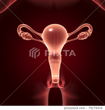 Female Reproductive System Anatomy For Medical Concept 3D Female Reproductive System Anatomy For Medical Concept 3D 79278938