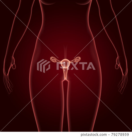 Female Reproductive System Anatomy For Medical Concept 3D Female Reproductive System Anatomy For Medical Concept 3D 79278939