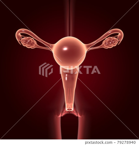 Female Reproductive System Anatomy For Medical Concept 3D 79278940