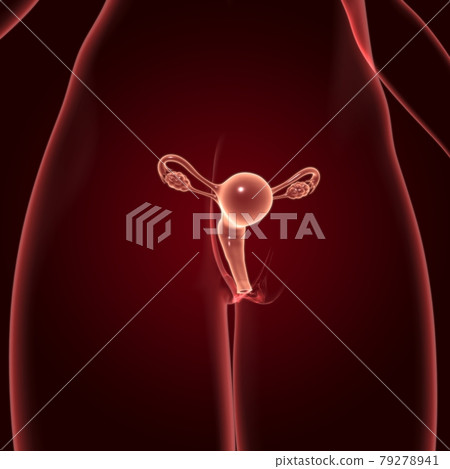 Female Reproductive System Anatomy For Medical Concept 3D Female Reproductive System Anatomy For Medical Concept 3D 79278941