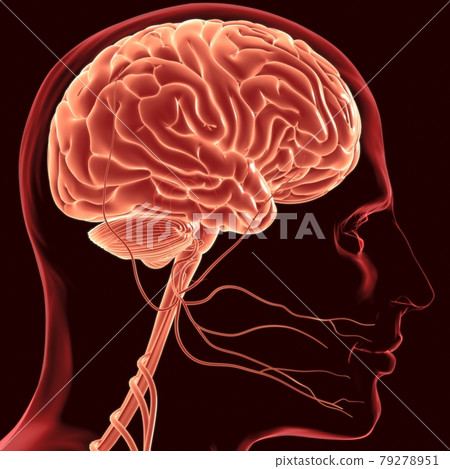 Human Brain Anatomy For Medical Concept 3D Rendering 79278951