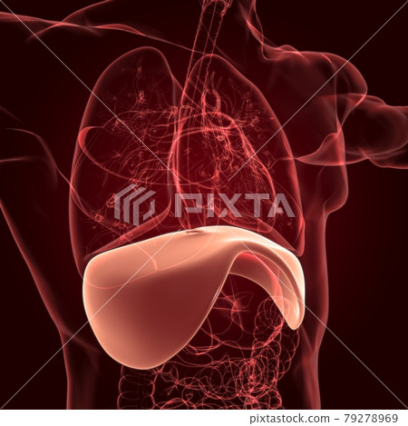 Diaphragm Human Respiratory System Anatomy For Medical Concept 3D Rendering Diaphragm Human Respiratory System Anatomy For Medical Concept 3D Rendering 79278969