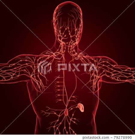 Human Lymph Nodes Anatomy For Medical Concept 3D Rendering 79278990
