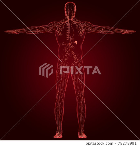 Human Lymph Nodes Anatomy For Medical Concept 3D Rendering Human Lymph Nodes Anatomy For Medical Concept 3D Rendering 79278991
