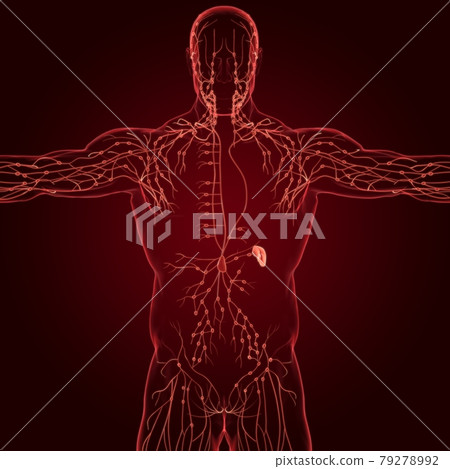 Human Lymph Nodes Anatomy For Medical Concept 3D Rendering 79278992