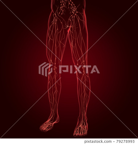 Human Lymph Nodes Anatomy For Medical Concept 3D Rendering 79278993