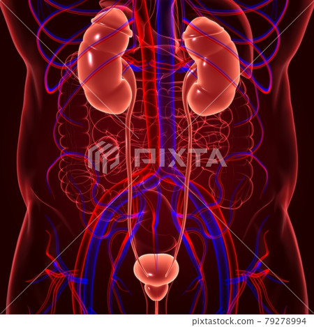 Human Urinary System Kidneys with Bladder Anatomy For Medical Concept 3D Rendering 79278994