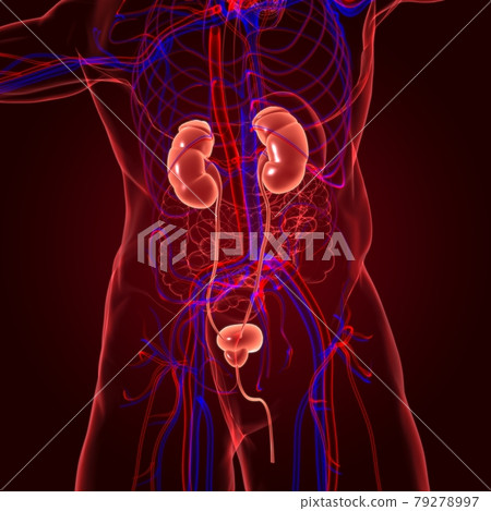 Human Urinary System Kidneys with Bladder Anatomy For Medical Concept 3D Rendering Human Urinary System Kidneys with Bladder Anatomy For Medical Concept 3D Rendering 79278997