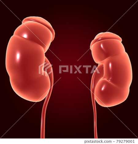 Human Urinary System Kidneys with Bladder Anatomy For Medical Concept 3D Human Urinary System Kidneys with Bladder Anatomy For Medical Concept 3D 79279001