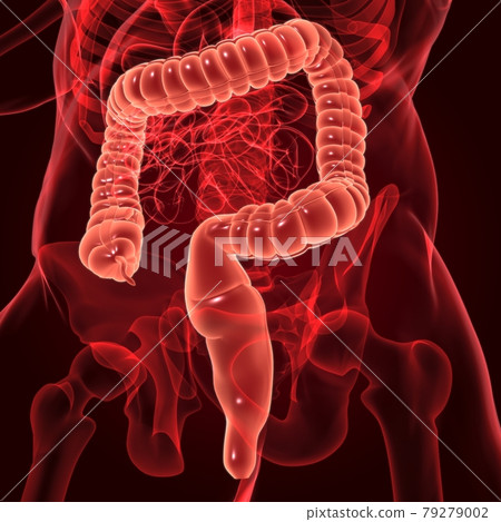 Large Intestine 3D Illustration Human Digestive System Anatomy Large Intestine 3D Illustration Human Digestive System Anatomy 79279002