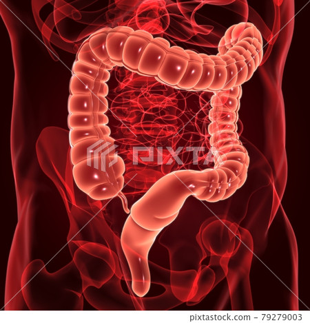 Large Intestine 3D Illustration Human Digestive System Anatomy Large Intestine 3D Illustration Human Digestive System Anatomy 79279003