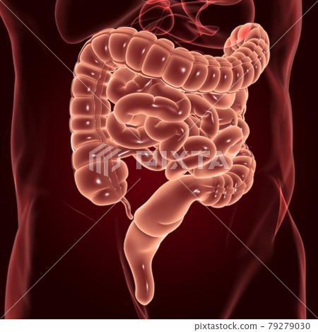 Small and Large Intestine 3D Illustration Human Digestive System Anatomy 79279030